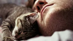 Nicht nur eine Angewohnheit: Zoologen erklären, warum Katzen neben ihrem Halter schlafen