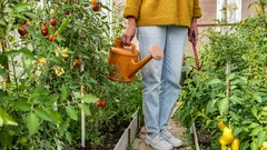 Warum Durchzug im Gewächshaus nützlich ist und wie man ihn richtig organisiert: Tipps für Gärtner