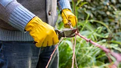 Ein Fehler – und Äste beginnen zu faulen: Gärtner nennt die wichtigsten Regeln fürs Baumschneiden