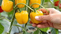 Paprika tragen Früchte eimerweise – Geheimnisse zum Umpflanzen und Düngen