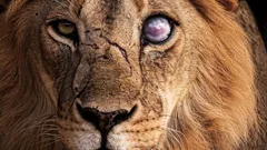 Der Löwe ist nicht so stark, wie er scheint: 8 Tiere, denen er allein nicht standhält