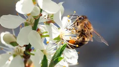 Blüten da, aber keine Früchte? 5 Methoden zur Handbestäubung zu Hause ohne Bienen