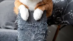 Feinheiten der Katzenpsychologie: Wissen Sie, warum Katzen Tapeten und Möbel zerkratzen?