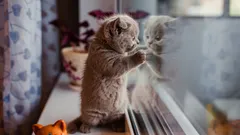 Wie lange kann man eine Katze allein lassen? Ein Zoologe gibt eine einfache Antwort