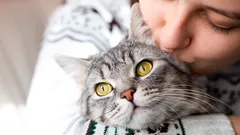 Das ist nicht nur Zuneigung: Wie Katzen unsere Küsse und Umarmungen wirklich wahrnehmen