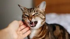 Der Mythos der Katzenrache: Was steckt wirklich hinter ihrem schlechten Verhalten?