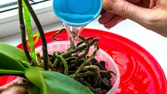 Warum erfahrene Gärtner Zitronensaft ins Orchideen-Giesswasser geben: ein positiver Effekt