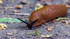 Schnecken ohne Chemie loswerden: 3 Schritte, die sie schnell vertreiben
